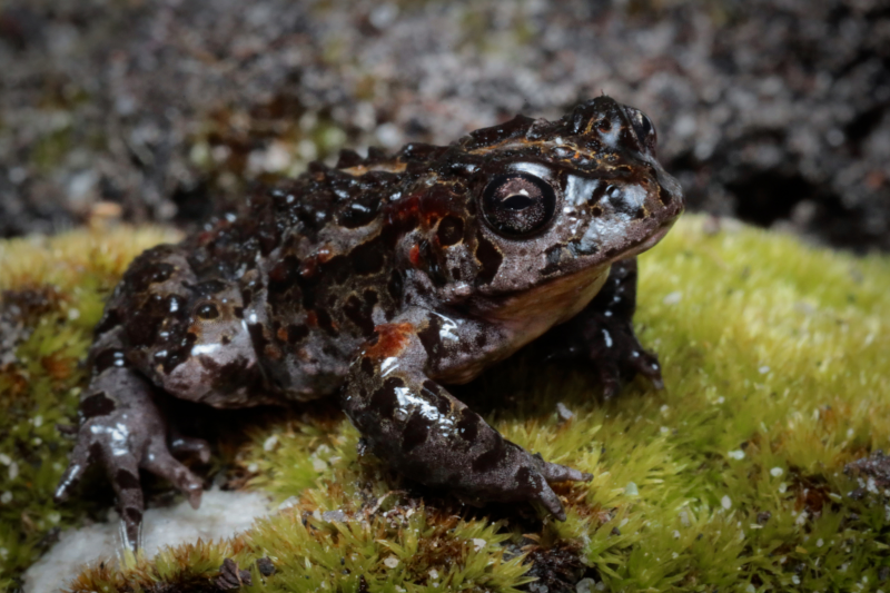 Moonlight Mountain Toadlet